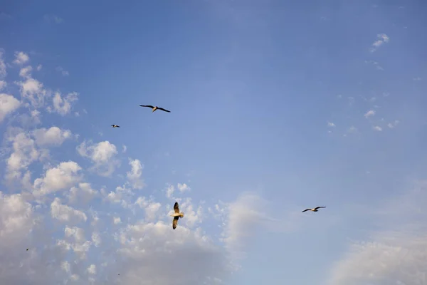 Vue Sur Une Mouette Qui Vole Dans Ciel Bleu — Photo