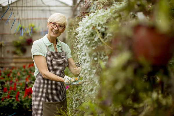 Retrato Mujer Mayor Que Trabaja Jardín Flores — Foto de Stock