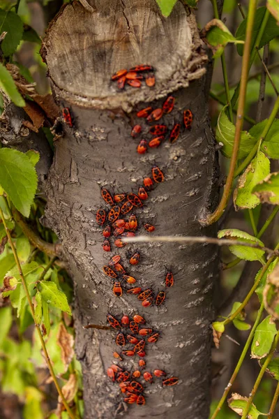 秋の木の上の虫群 Pyrrocoris Apterus — ストック写真