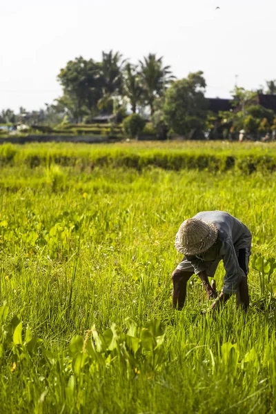 インドネシア 2019年1月28日 インドネシアのバリ島南東部の水田で確認されていない男 インドネシアは世界第3位の米生産国です — ストック写真