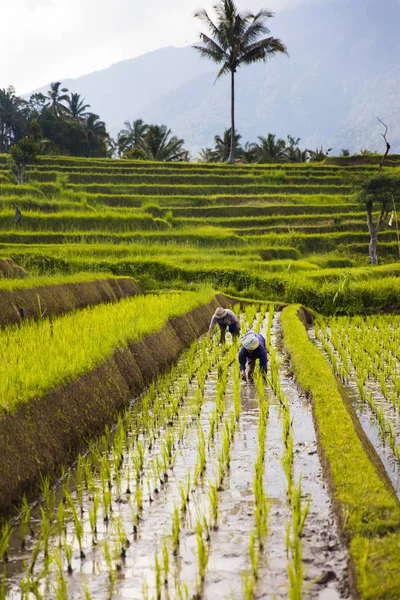 Bali Indonesië Januari 2019 Onbekenden Rijstvelden Het Zuidoosten Van Bali — Stockfoto