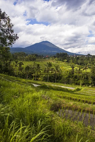 Campi Riso Jatiluwih Nel Sud Est Bali Indonesia — Foto Stock