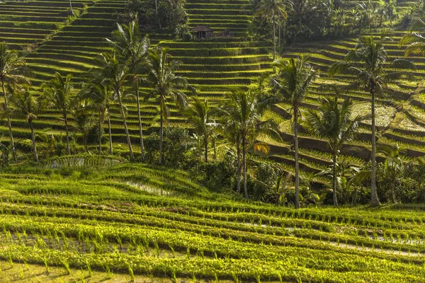 Rijstvelden Van Jatiluwih Zuidoost Bali Indonesië — Stockfoto