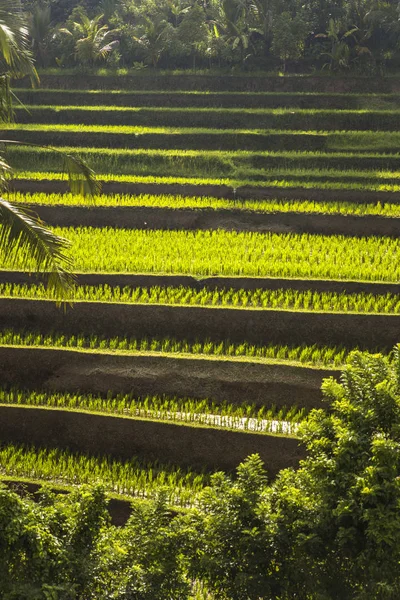 Rijstvelden Van Jatiluwih Zuidoost Bali Indonesië — Stockfoto