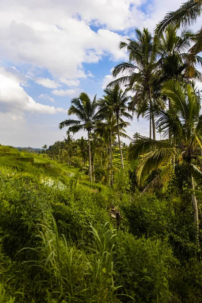 Rice Fields Jatiluwih Southeast Bali Indonesia — Stock Photo, Image