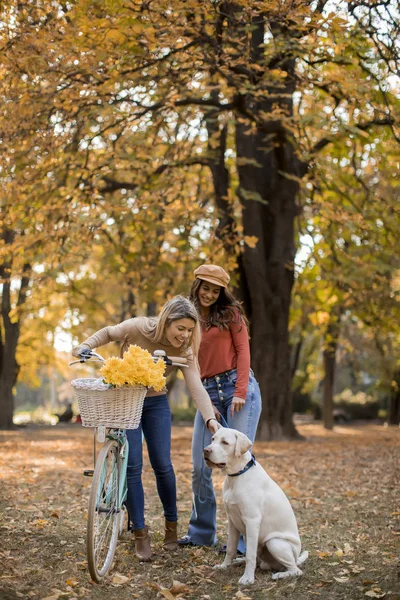 Duas Jovens Amigas Caminhando Parque Amarelo Outono Com Cachorro Bicicleta — Fotografia de Stock