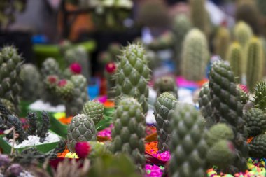 Küçük kaktüs koleksiyonunun yakın görüntüsü