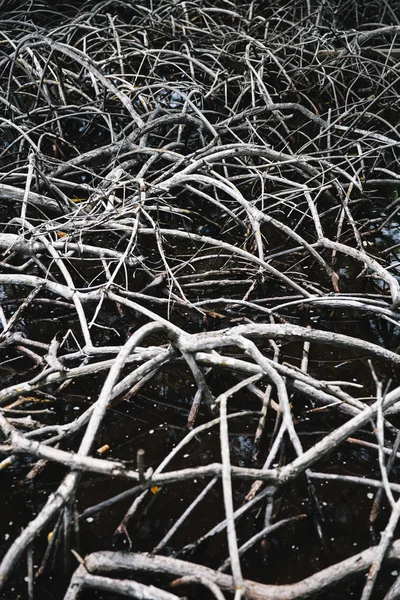 コロンビアのロサリオ島のマングローブの木の根 — ストック写真