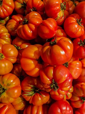 Taze Costoluto Genovese domatesleri piyasada