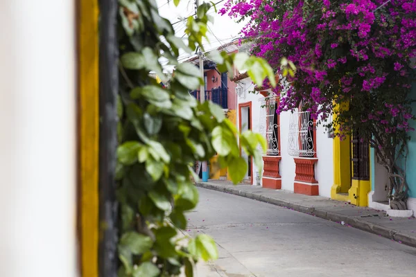 Close Uitzicht Bloei Kleurrijke Straat Van Cartagena Colombië — Stockfoto