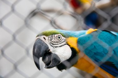 Mavi ve Sarı Macaw (Ara ararauna) kafeste
