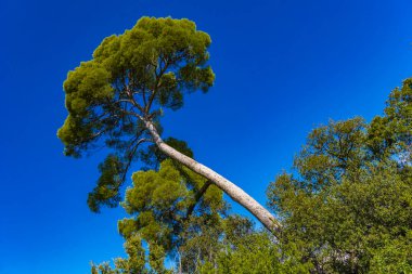 Fransa, Nice yakınlarındaki Fransız Rivierasında Halep çam ağacına (Pinus halepensis) bakın