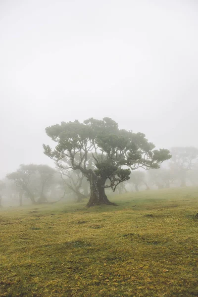 Blick Auf Den Mystischen Fanal Lorbeerwald Auf Der Insel Madeira — Stockfoto
