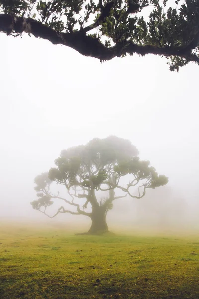 Vista Nella Foresta Mystical Fanal Laurisilva Sull Isola Madeira Portogallo — Foto Stock