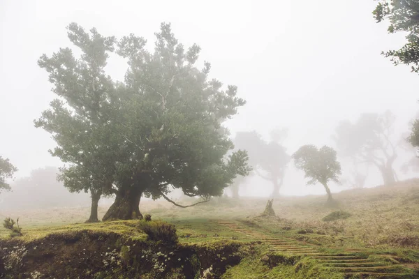 Portekiz 'deki Madeira Adası' ndaki Mistik Fanal Laurisilva Ormanı 'na bakın.