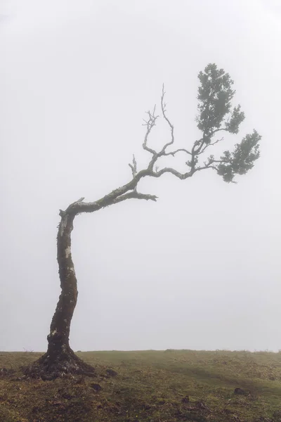 Blick Auf Den Mystischen Fanal Lorbeerwald Auf Der Insel Madeira — Stockfoto