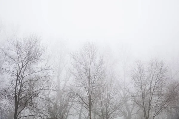 View Trees Foggy Winter Day — Stock Photo, Image