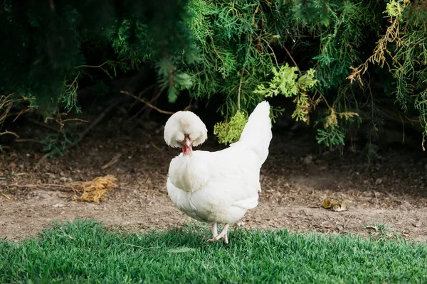 花园里的白鹅苏丹鸡 — 图库照片