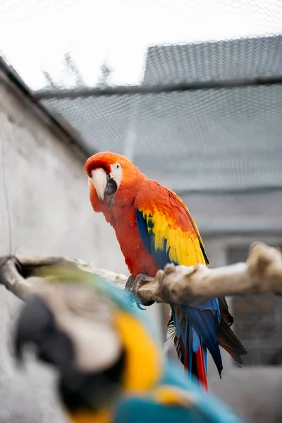 Uccello Scarlatto Gabbia Con Ara Blu Gialla — Foto Stock