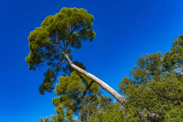 Widok Sosnę Aleppo Pinus Halepensis Riwierze Francuskiej Pobliżu Nicei Francja — Zdjęcie stockowe