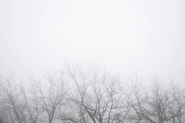 Blick Auf Bäume Nebligen Wintertag — Stockfoto