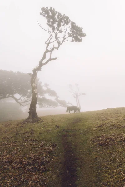 Visa Mystisk Fanal Laurisilva Skog Madeira Portugal — Stockfoto