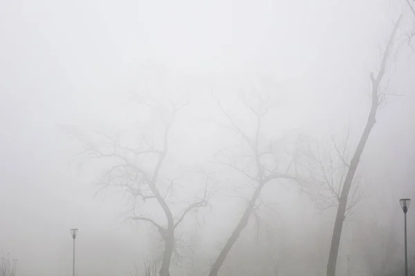 Pohled Stromy Zamlženém Zimním Dni — Stock fotografie