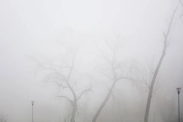 Vista Para Árvores Nebuloso Dia Inverno — Fotografia de Stock