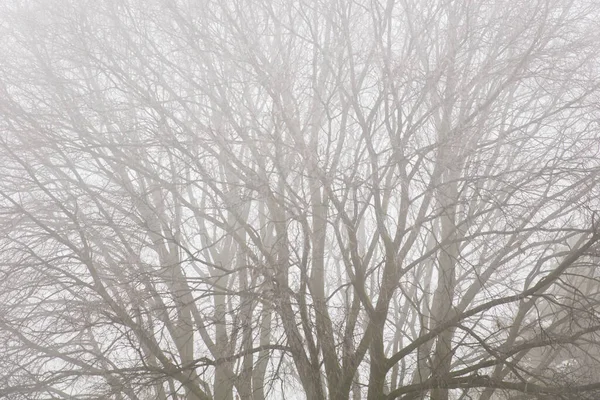 Vista Para Árvores Nebuloso Dia Inverno — Fotografia de Stock