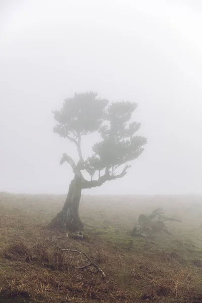 Blick Auf Den Mystischen Fanal Lorbeerwald Auf Der Insel Madeira — Stockfoto
