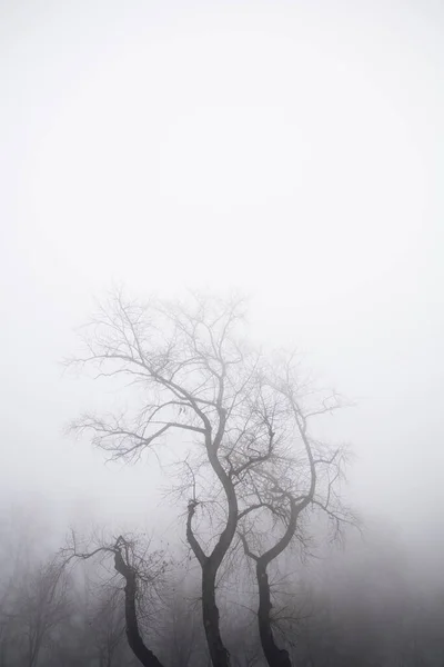 Vista Para Árvores Nebuloso Dia Inverno — Fotografia de Stock