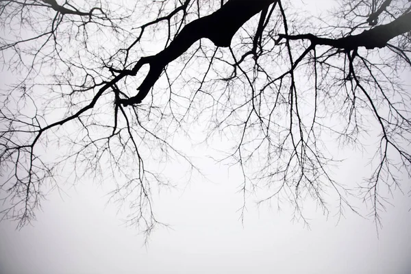 Uitzicht Bomen Mistige Winterdag — Stockfoto