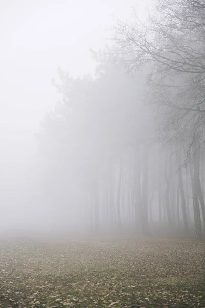 Vista Los Árboles Día Invierno Brumoso — Foto de Stock