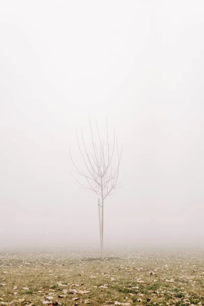 Vista Árbol Día Invierno Brumoso — Foto de Stock