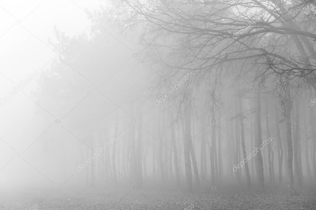 View at tree in the foggy winter day