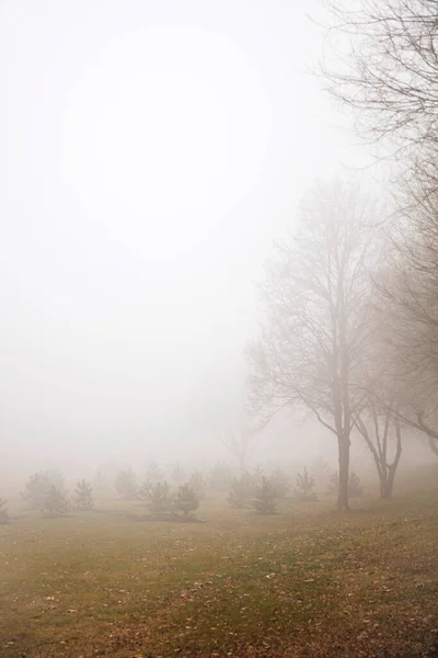 Vista Los Árboles Día Invierno Brumoso — Foto de Stock