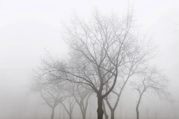 Vista Los Árboles Día Invierno Brumoso — Foto de Stock