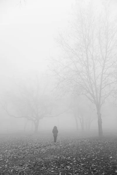 雾蒙蒙的冬日里的树木 — 图库照片