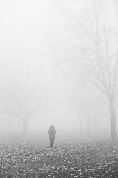 霧深い冬の日の木で見る — ストック写真
