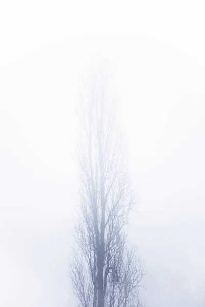 View Tree Foggy Winter Day — Stock Photo, Image