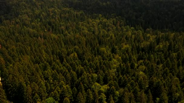 夏の日の山の森の空中風景 — ストック動画