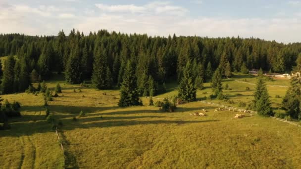 Vista Aérea Granja Lechera Montaña Tara Serbia Día Verano — Vídeos de Stock