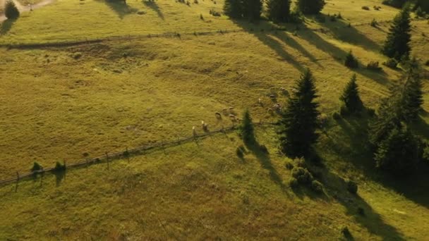 Sırbistan Tara Dağındaki Mandıra Çiftliğinde Yaz Günü Hava Manzarası — Stok video