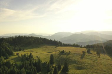Bir yaz günü dağ ormanının havadan görünüşü