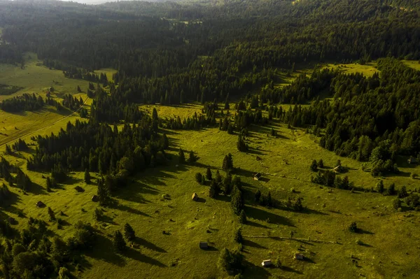 Letecký Pohled Horský Les Tara Srbsku Letním Dni — Stock fotografie