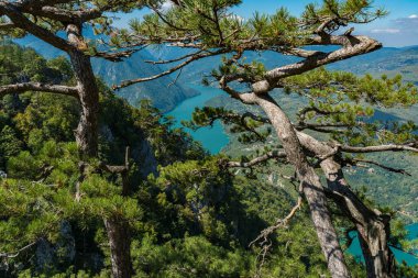 Sırbistan 'daki Tara dağından Perucac Gölü ve Drina Nehri manzarası