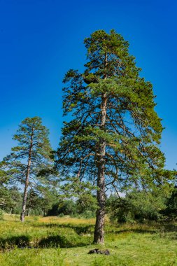 Sırbistan 'ın Zlatibor dağındaki ebedi yeşil ağaçlara bak