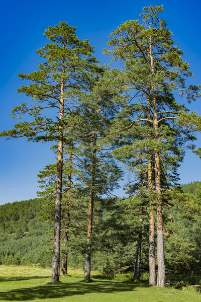 Widok Wiecznie Zielone Drzewa Górze Zlatibor Serbii — Zdjęcie stockowe