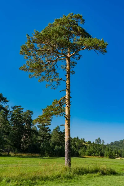 Widok Wiecznie Zielone Drzewa Górze Zlatibor Serbii — Zdjęcie stockowe