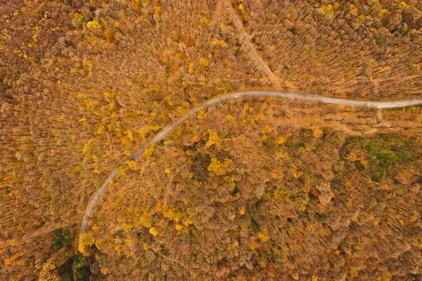 Foto Aérea Uma Floresta Colorida Outono — Fotografia de Stock